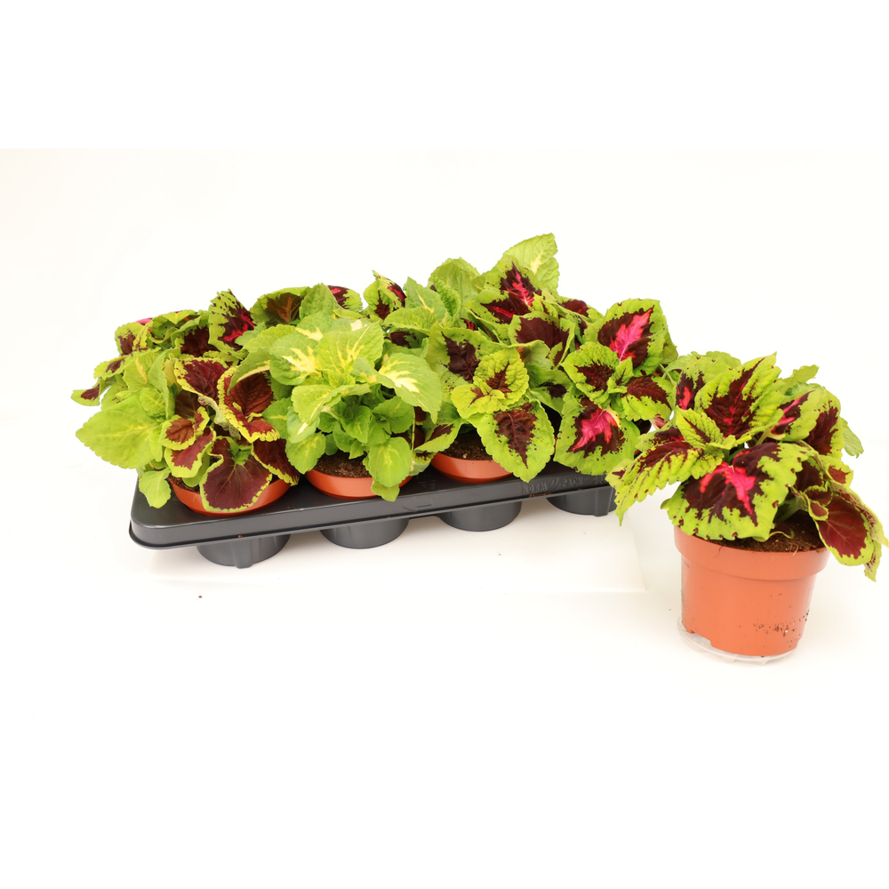 Coleus Kong Mix.