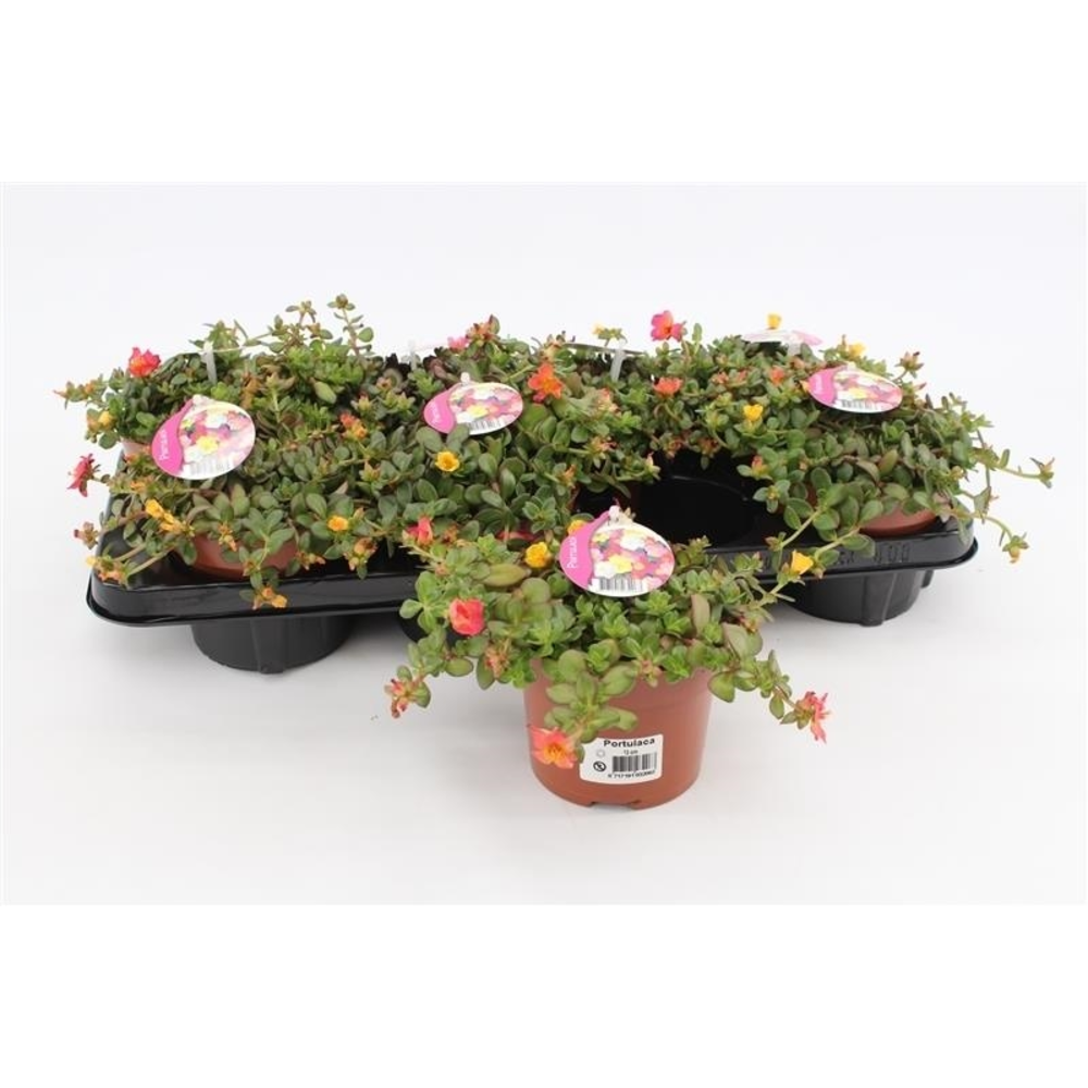 Portulaca Umbraticolata Carnaval.