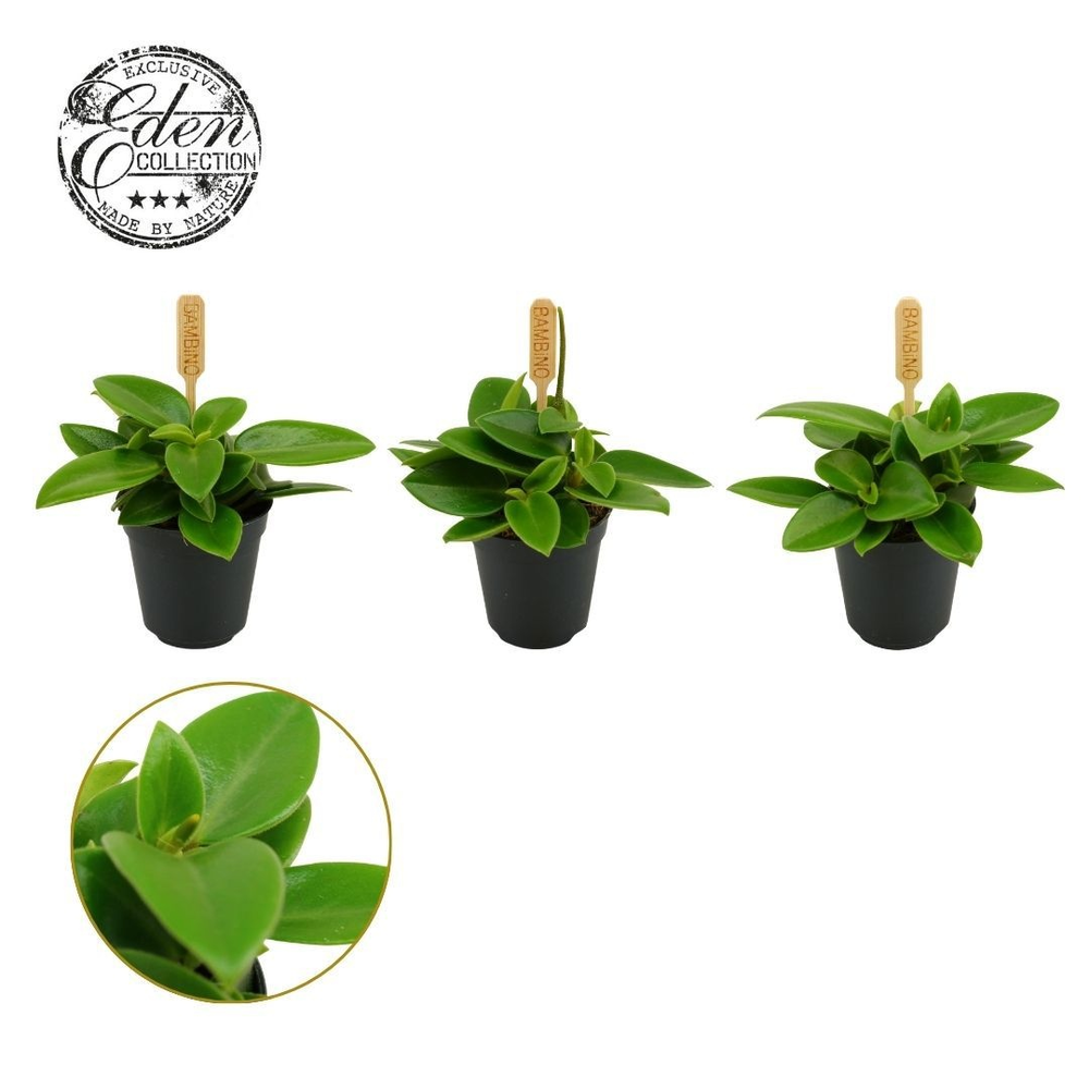 Peperomia Pixie 5,5cm.