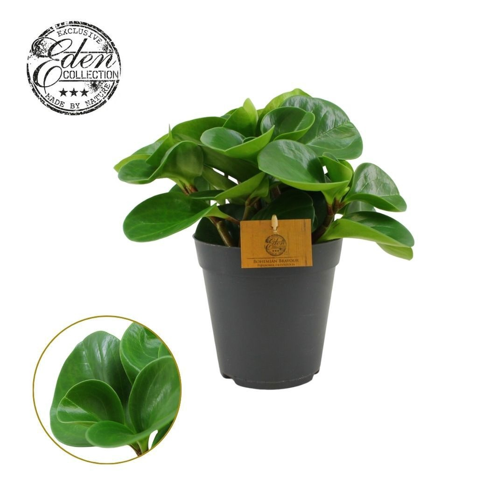 Peperomia Obtusifolia Groen 15cm.