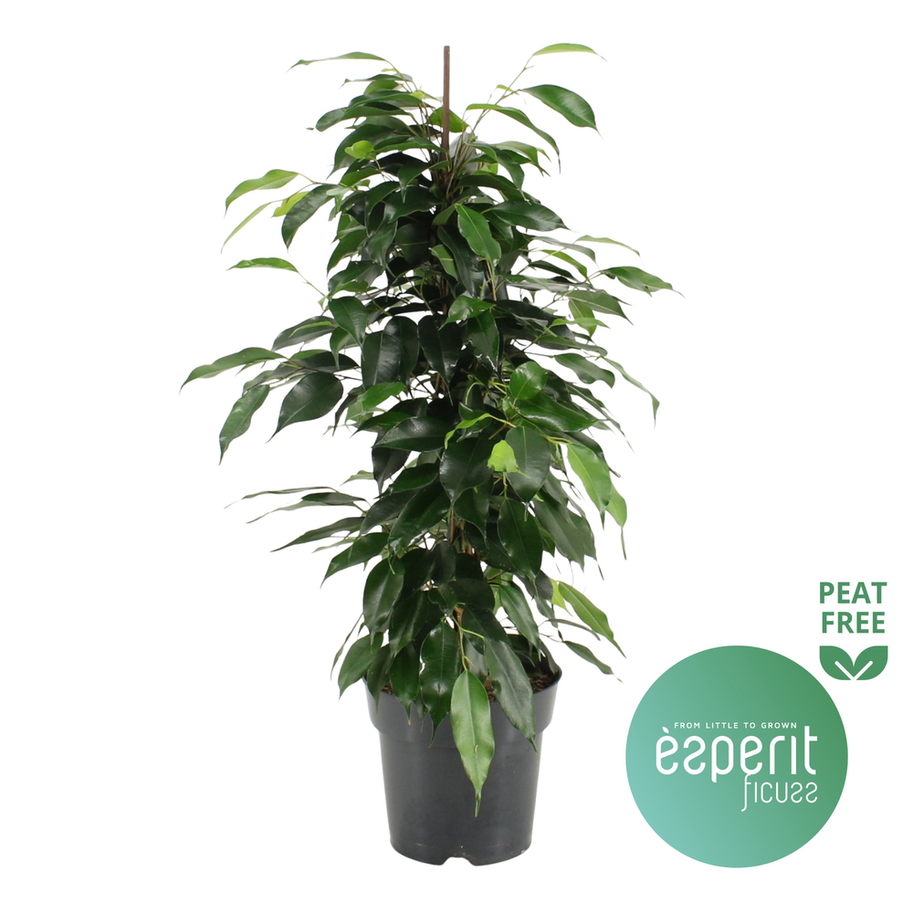 Ficus benjamina Danielle®.