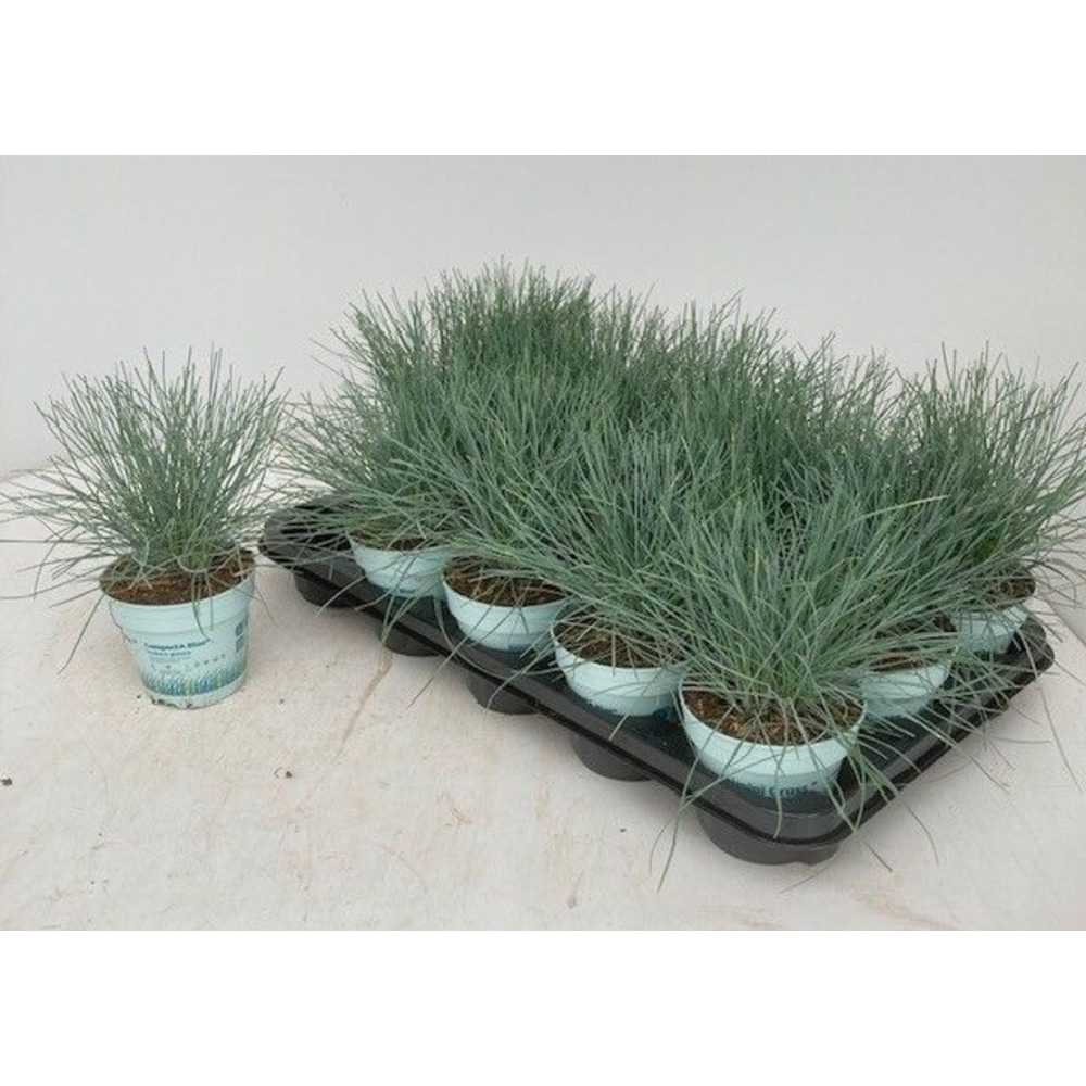 Festuca glauca CompactA Blue®.