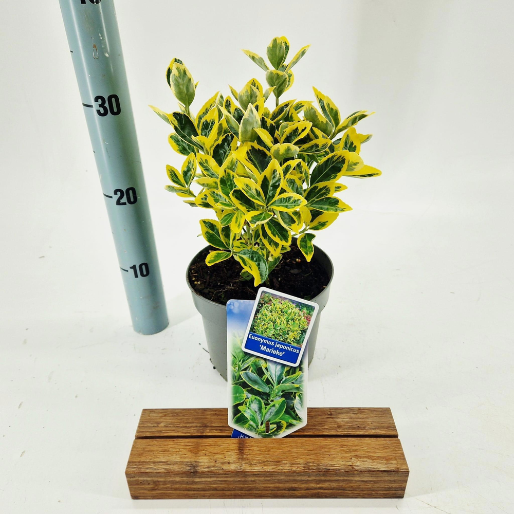 Euonymus jap. 'Marieke'.
