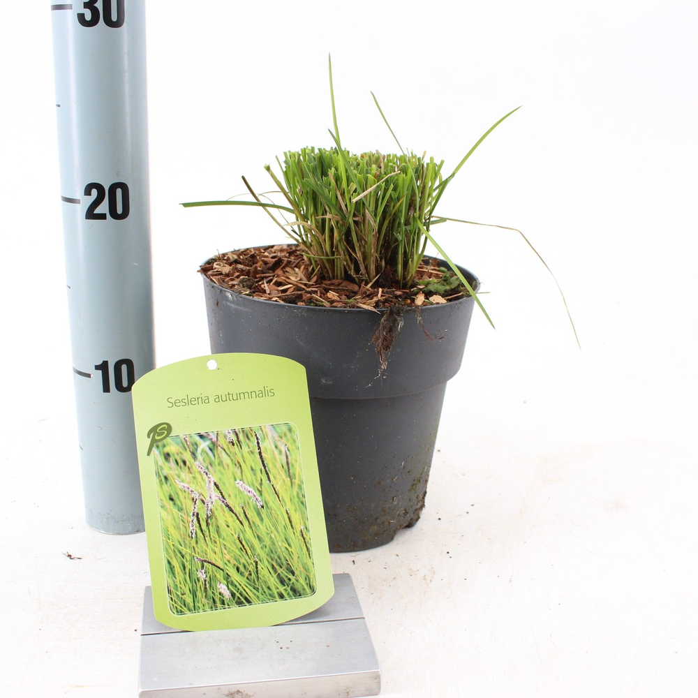 Sesleria autumnalis.