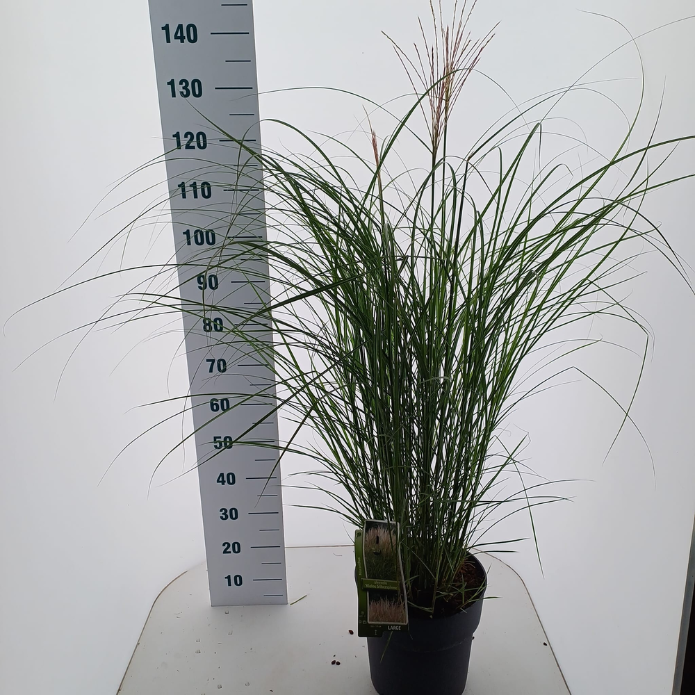Miscanthus sin. 'Kleine Silberspinne'.