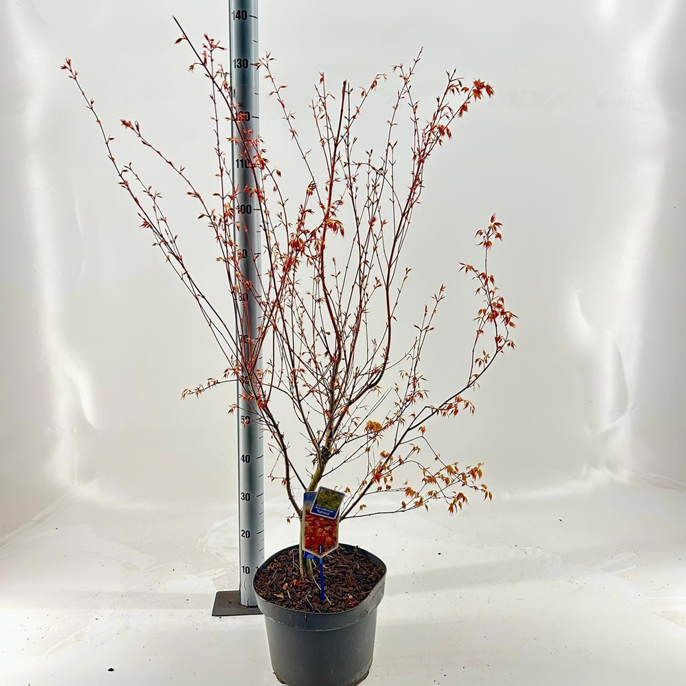 Acer pal. 'Katsura'.