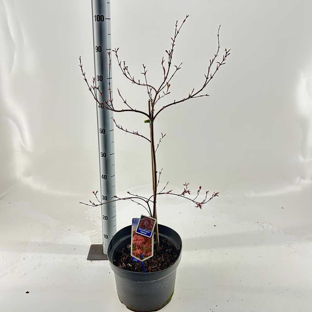 Acer pal. 'Garnet'.