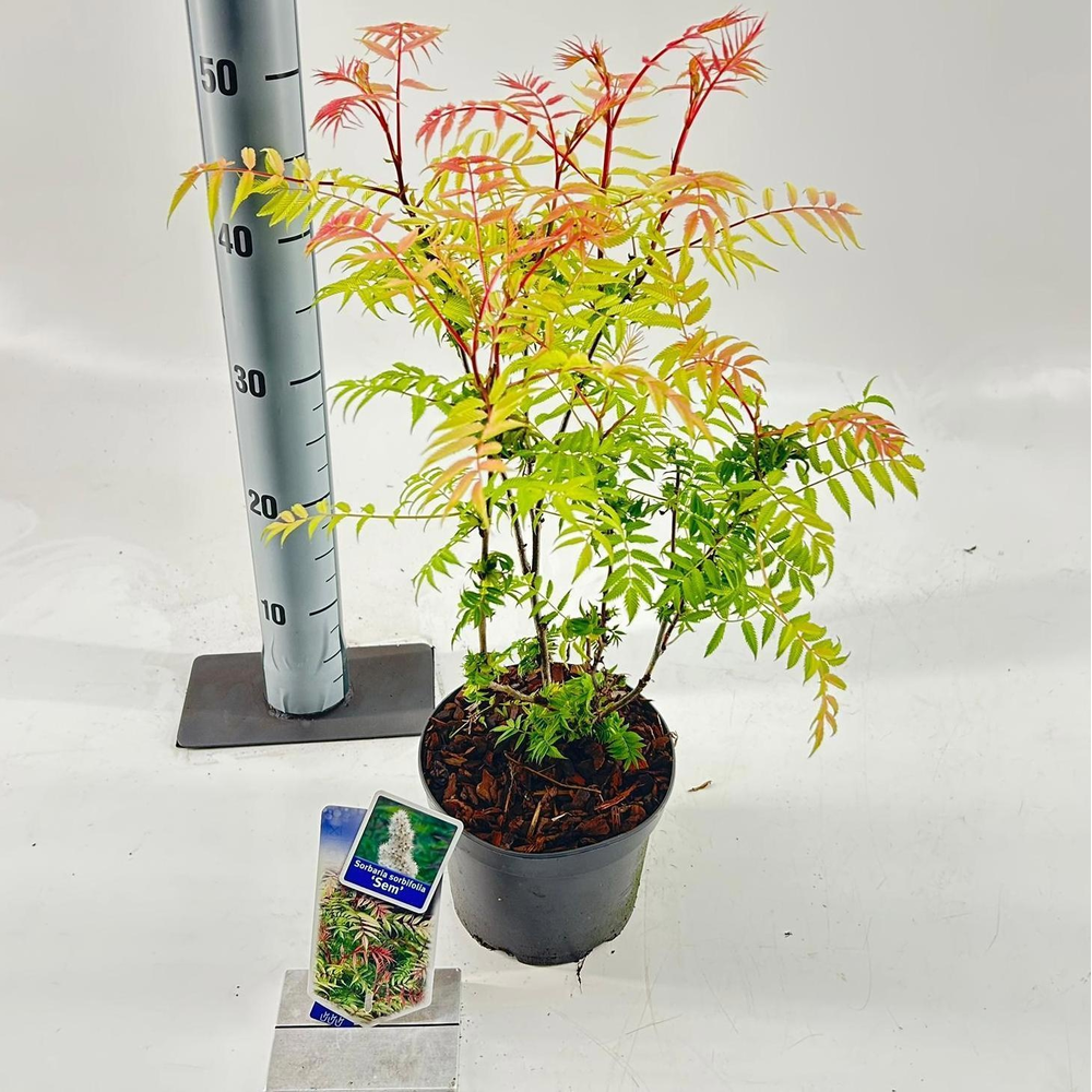 Sorbaria sorb. 'Sem' PBR.