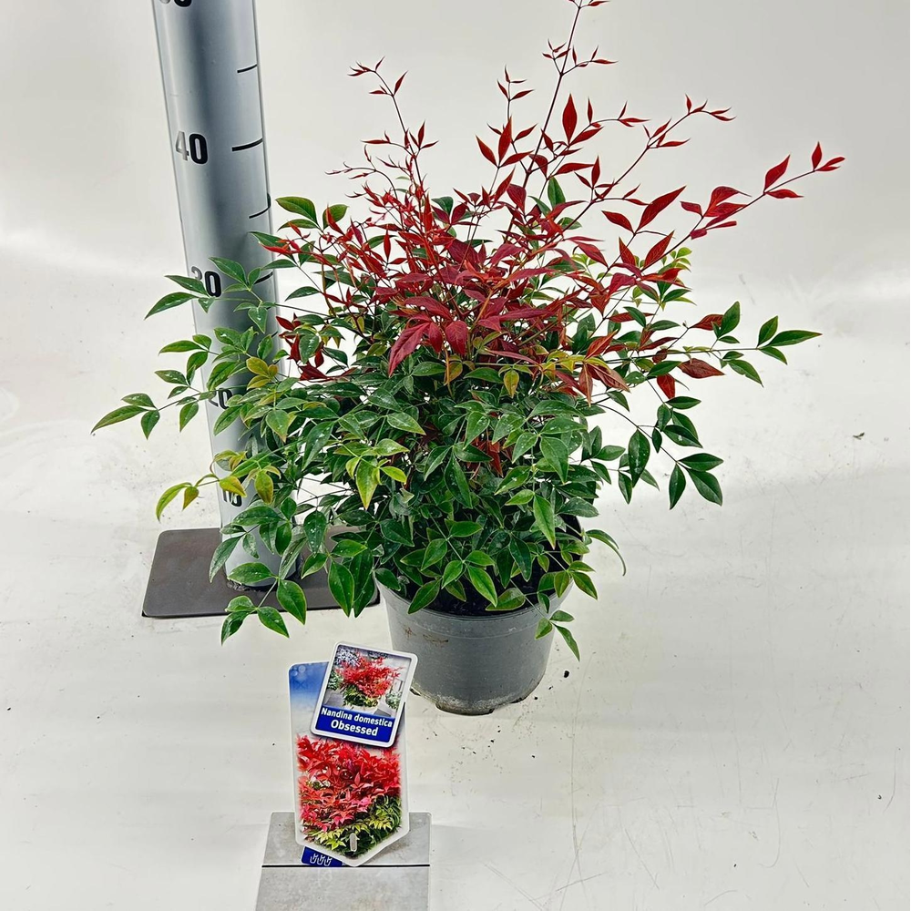 Nandina domestica Obsessed ('Seika'PBR).