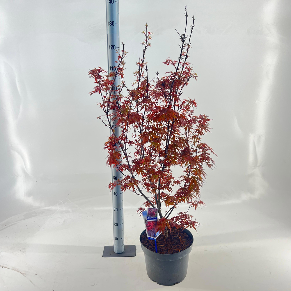Acer pal. 'Skeeters Broom'.