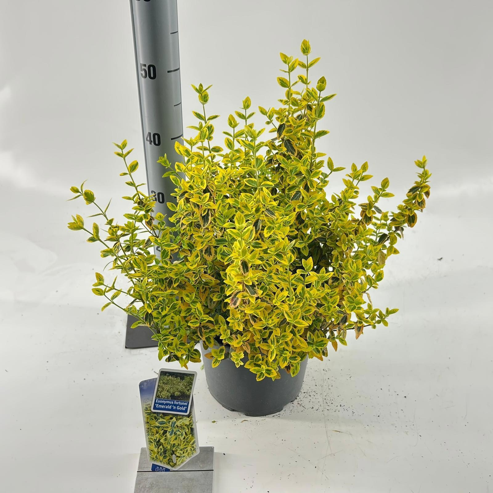 Euonymus fort. 'Emerald 'n Gold'.