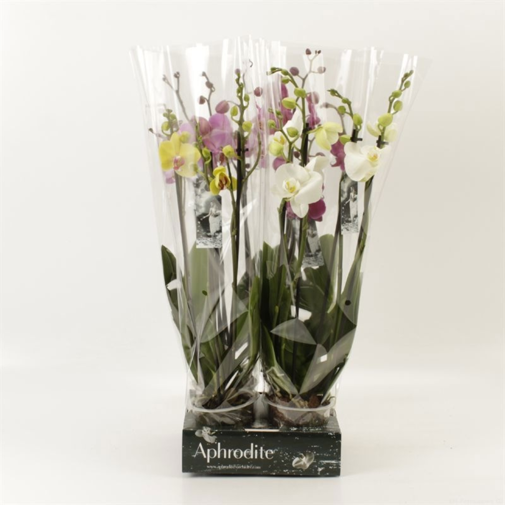 Phalaenopsis gemengd 4 tak gemengd Goddess.