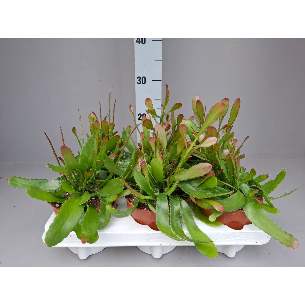 rhipsalis red coral.