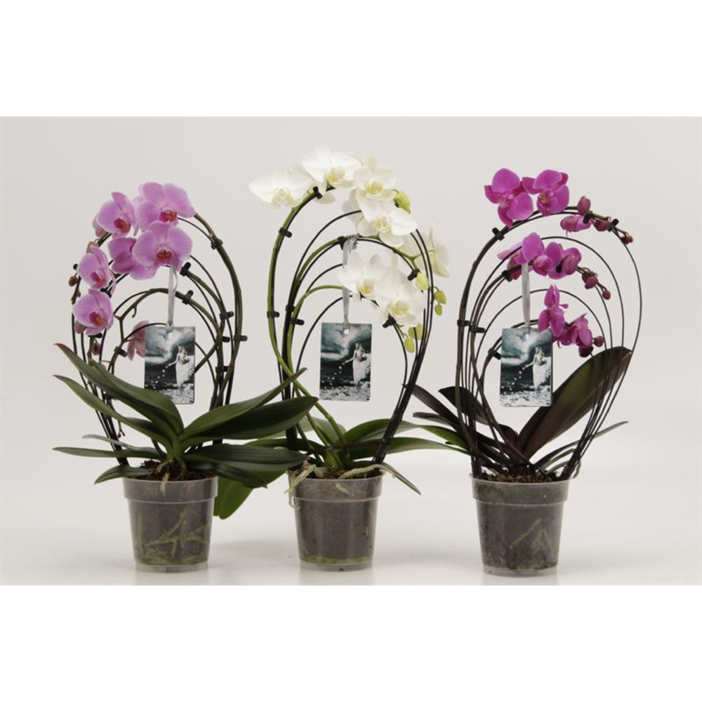 Phalaenopsis overig Cascades Rainbow gemengd Godde.