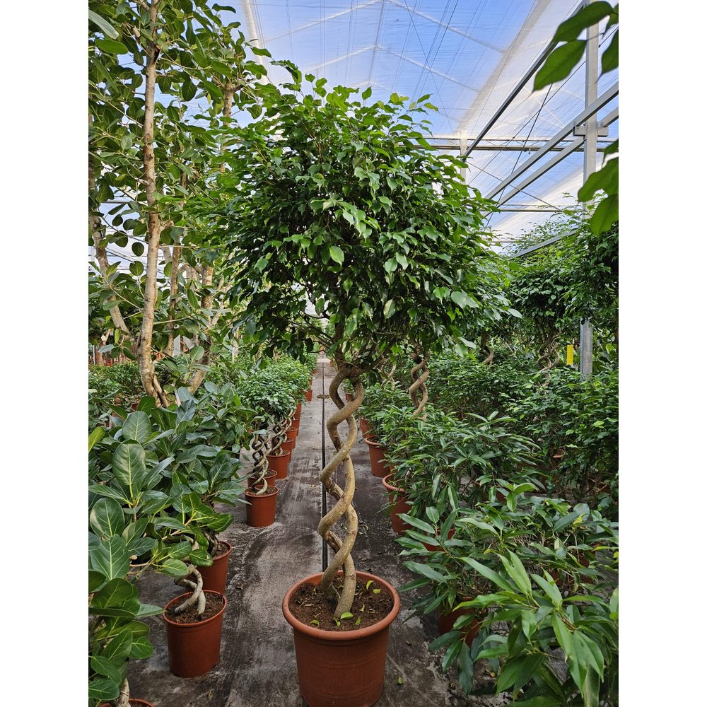 Ficus Exotica.