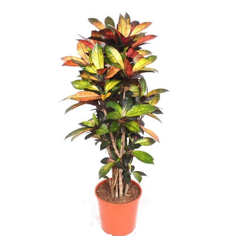 Codiaeum Iceton (Croton Iceton).