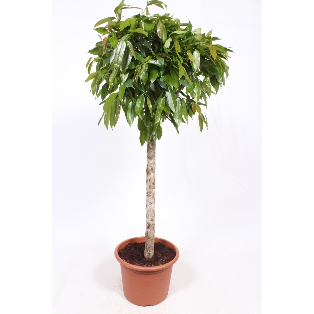 Ficus Amstel King.