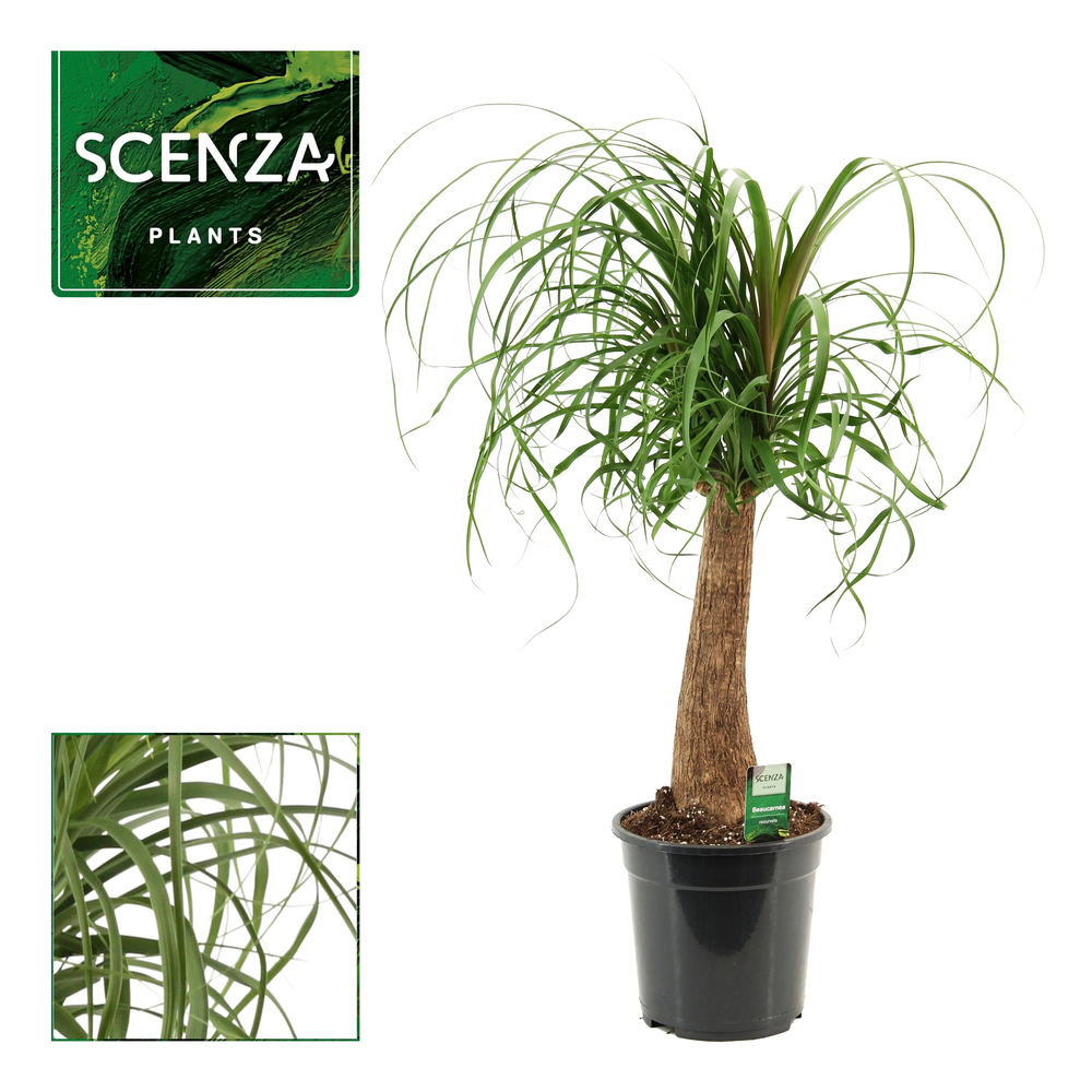 Beaucarnea recht 21 cm.