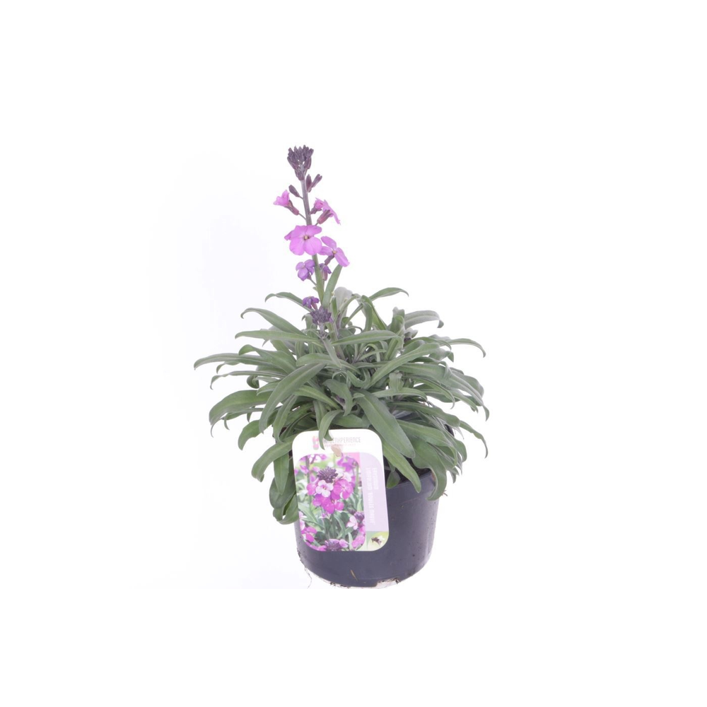 Erysimum lin. Bowles Mauve.