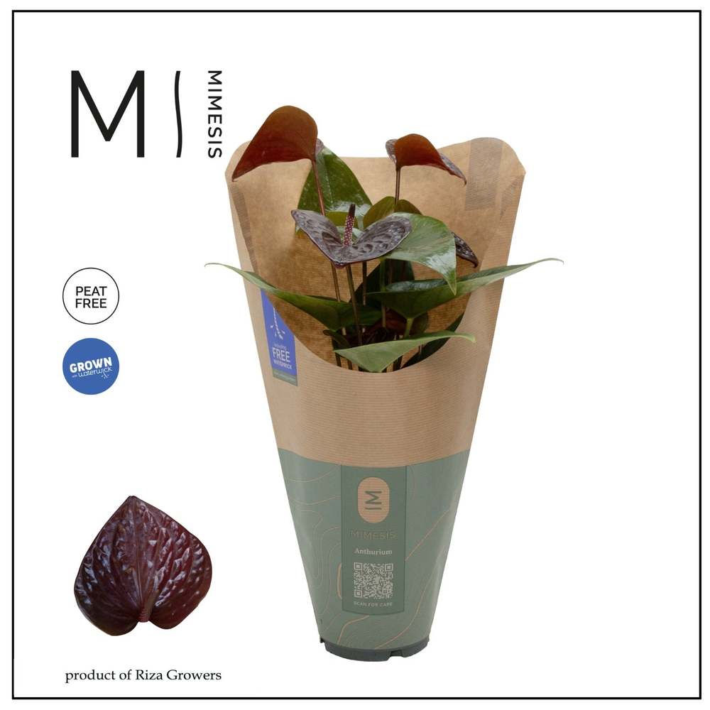 Anthurium - KARMA Black | 12cm | ECO/KRAFT SLEEVE.