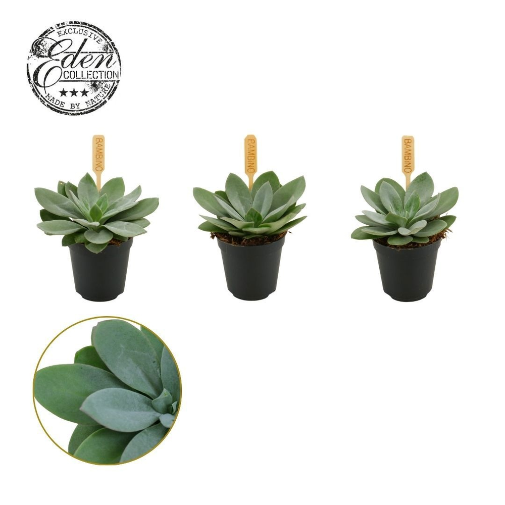 Senecio Cephalophorus 5,5cm.