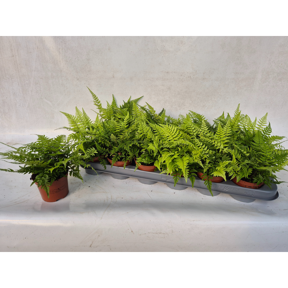 Athyrium Spicatum - De varen voor binnen en buiten.