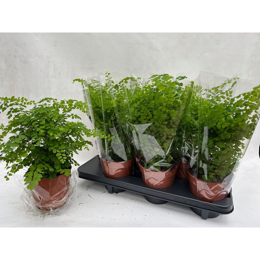 Adiantum Raddianum 'Fragrans'.