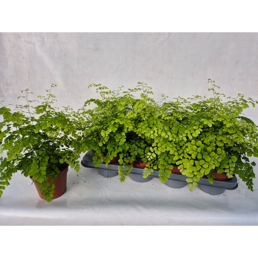 Adiantum Raddianum 'Fragrans'.