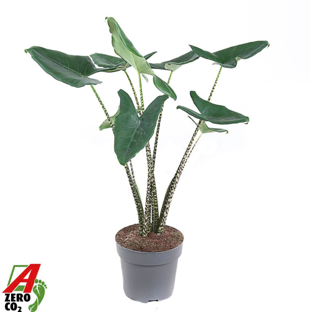 Alocasia Zebrina (NO GAP).