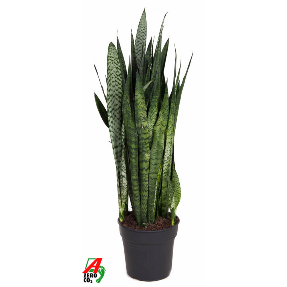 Sansevieria Zeylanica P30.