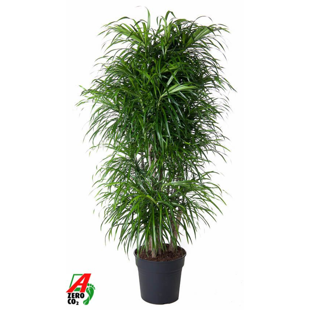 Dracaena Anita vertakt P31.