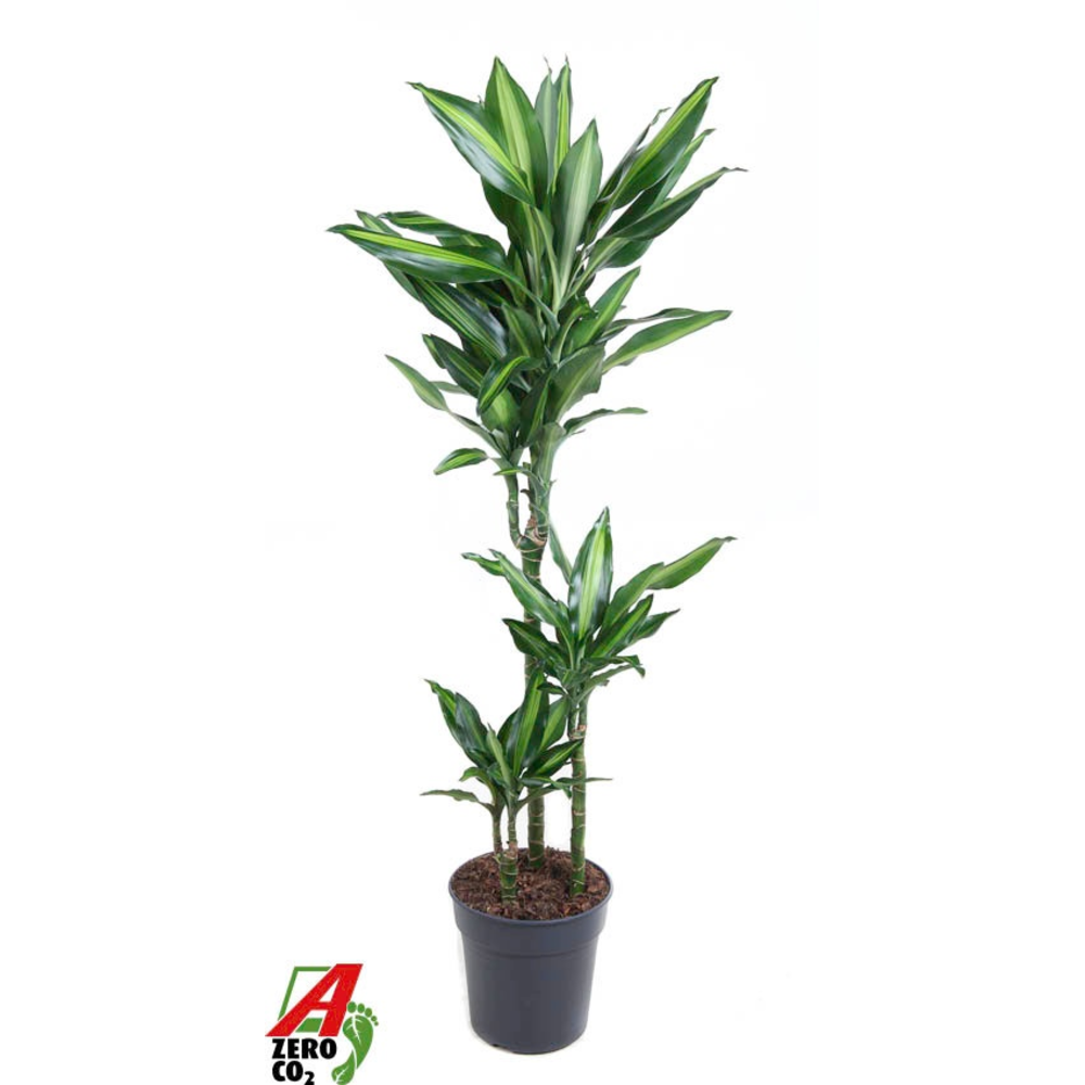 Dracaena Cintho 60-30-15.
