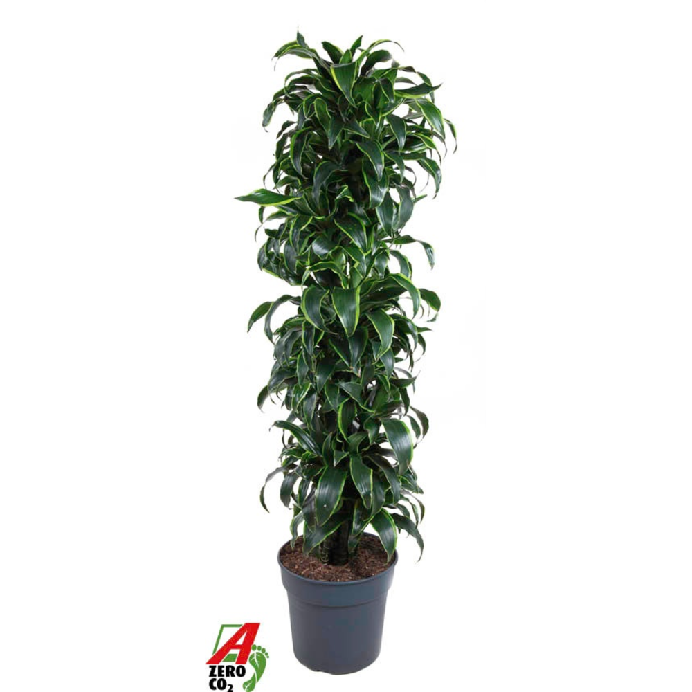 Dracaena Dorado vertakt P34.