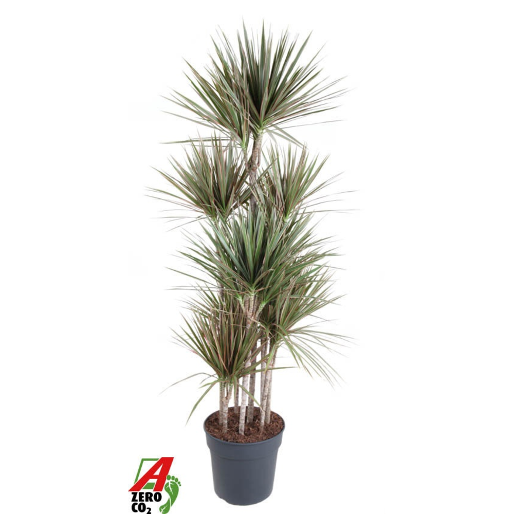 Dracaena Bicolor 120-carrousel.