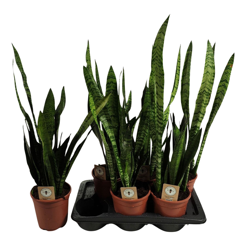 Sansevieria zeylanica 65cm.