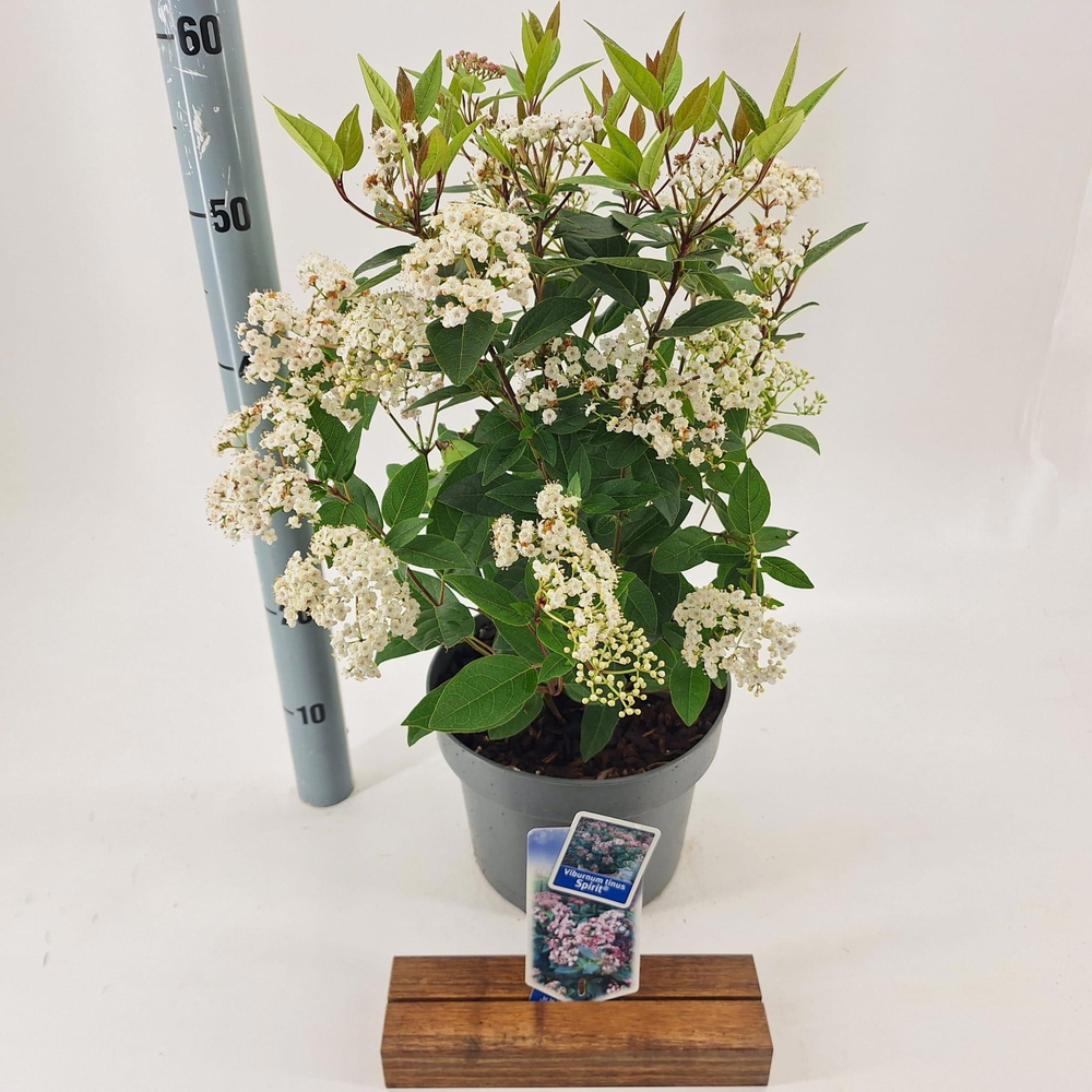 Viburnum tinus Spirit ('Anvi'PBR).