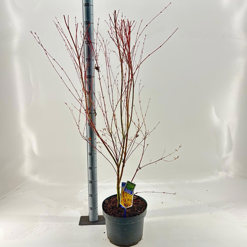 Acer pal. 'Sangokaku'.