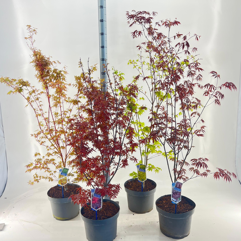 Acer palmatum mix P29 (minimum order one layer).