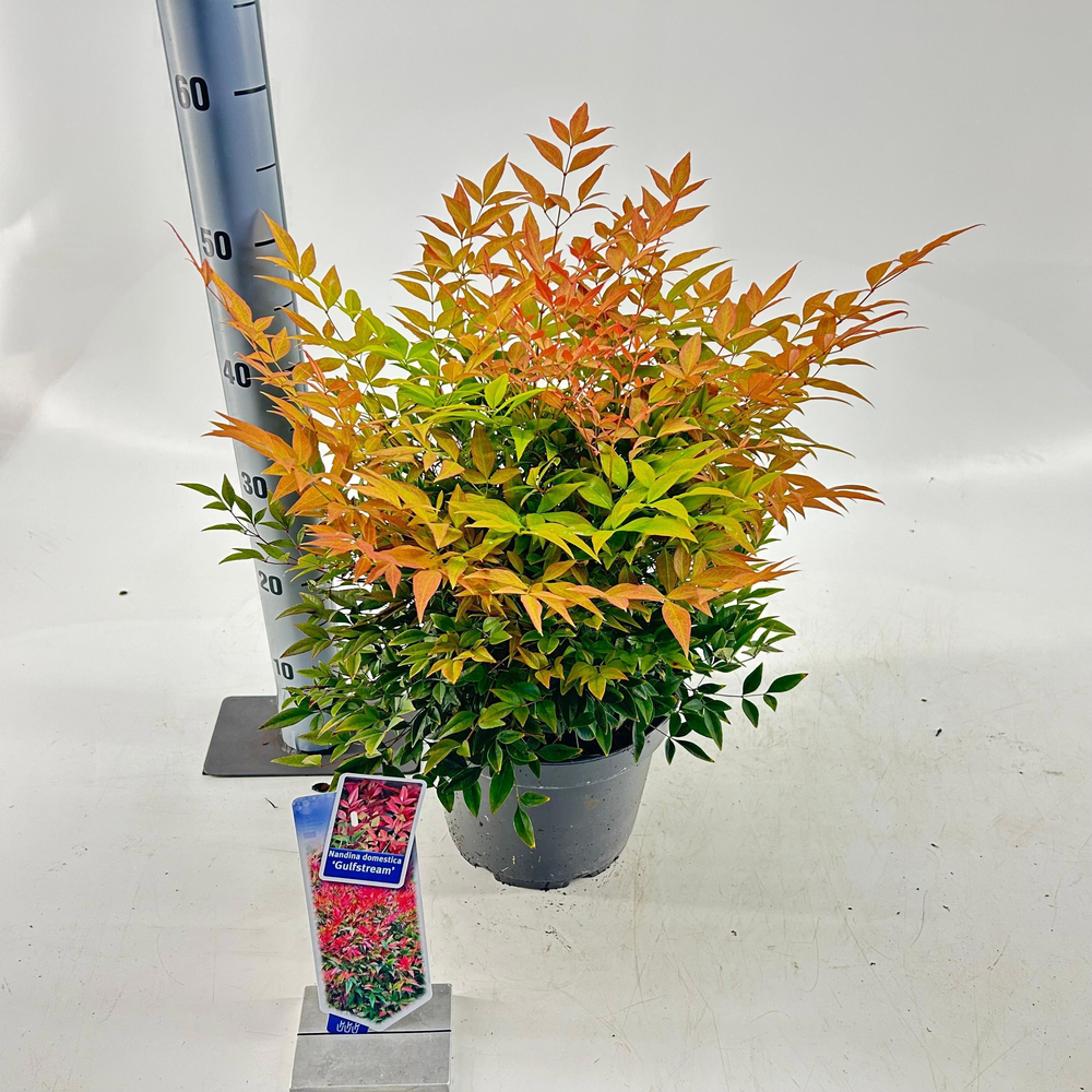 Nandina domestica 'Gulfstream'.
