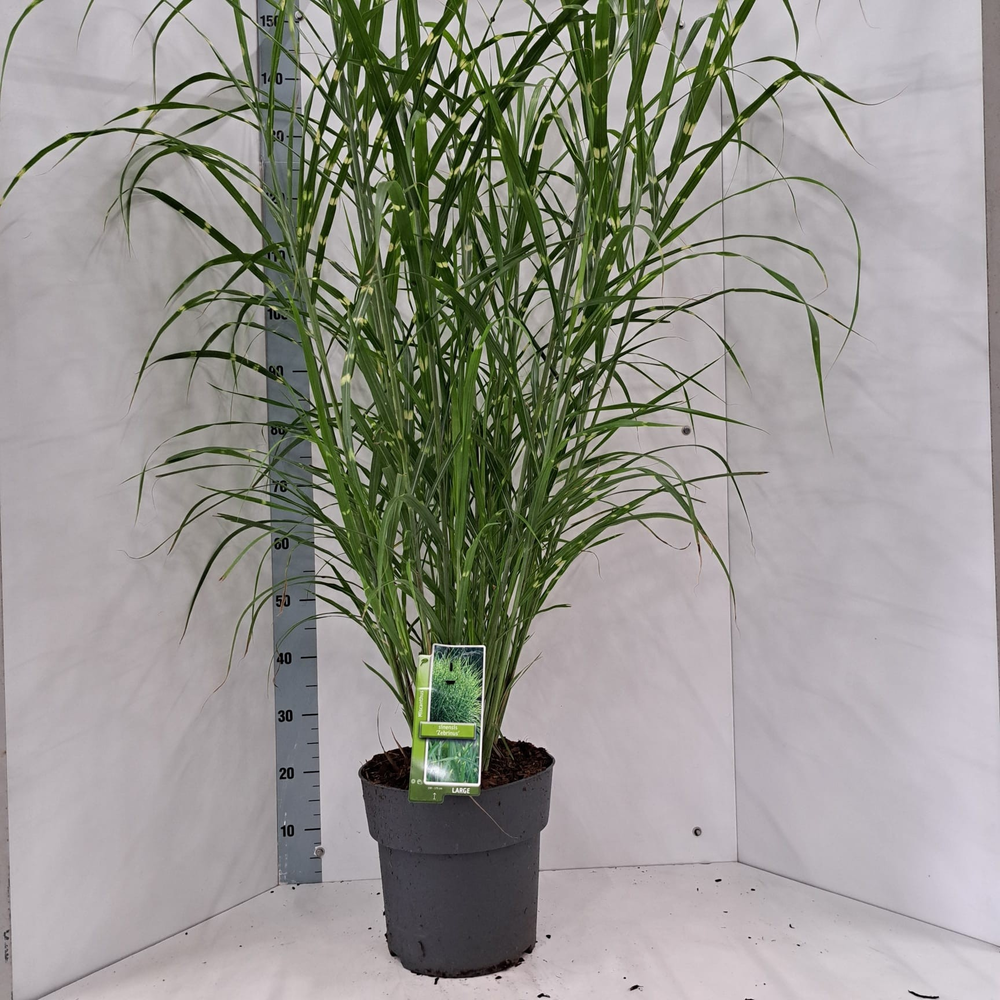 Miscanthus sin. 'Zebrinus'.