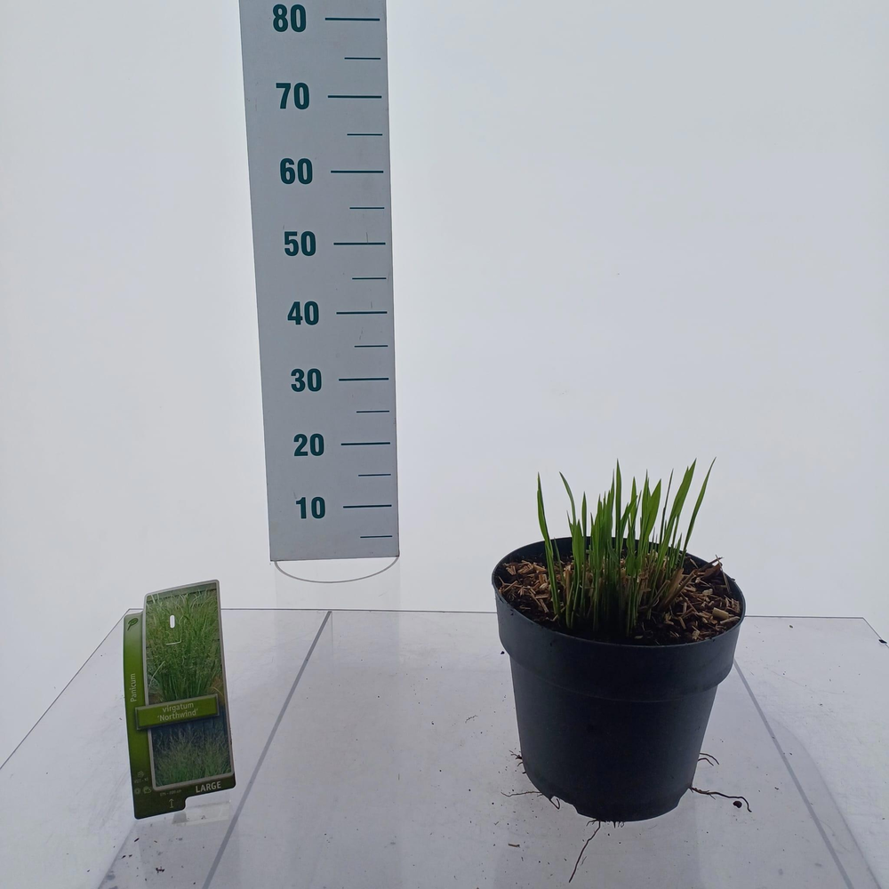Panicum virgatum 'Northwind'.