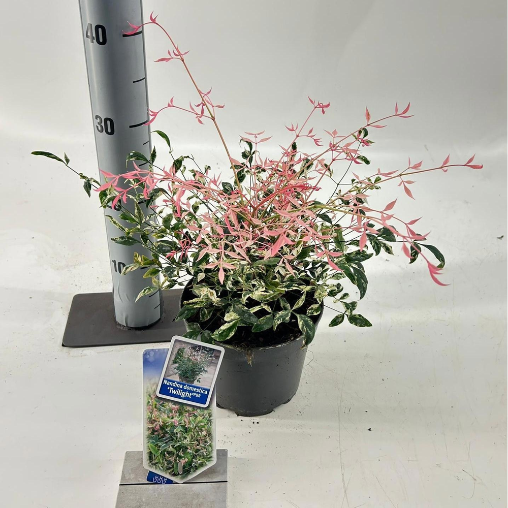 Nandina domestica 'Twilight'.