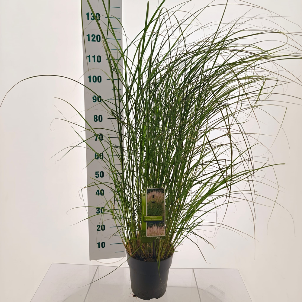 Miscanthus sin. 'Kleine Silberspinne'.