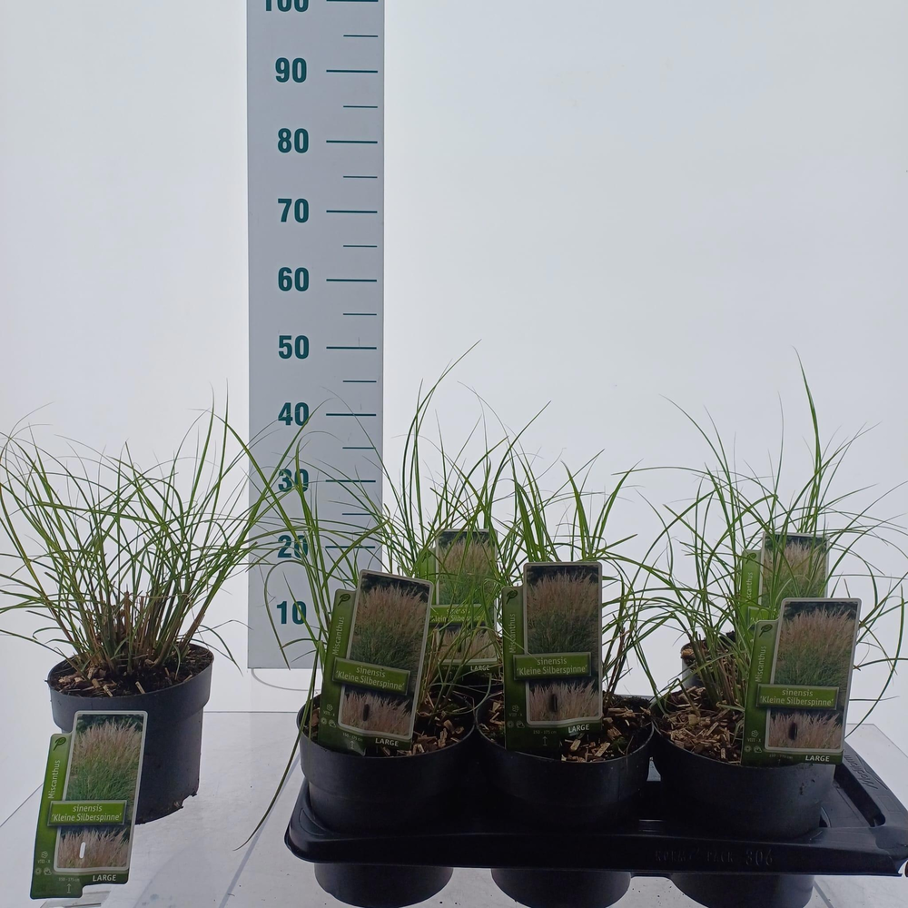 Miscanthus sin. 'Kleine Silberspinne'.