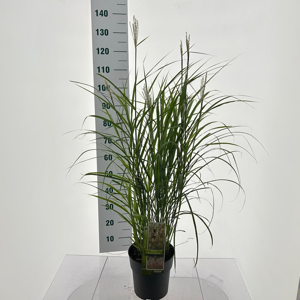 Miscanthus sin. 'Dronning Ingrid'.