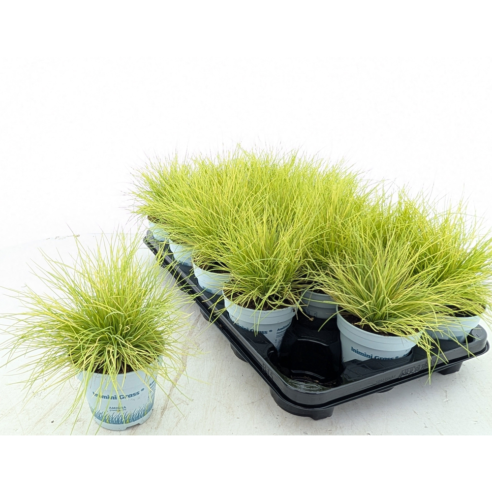 Festuca glauca AmiGold®.