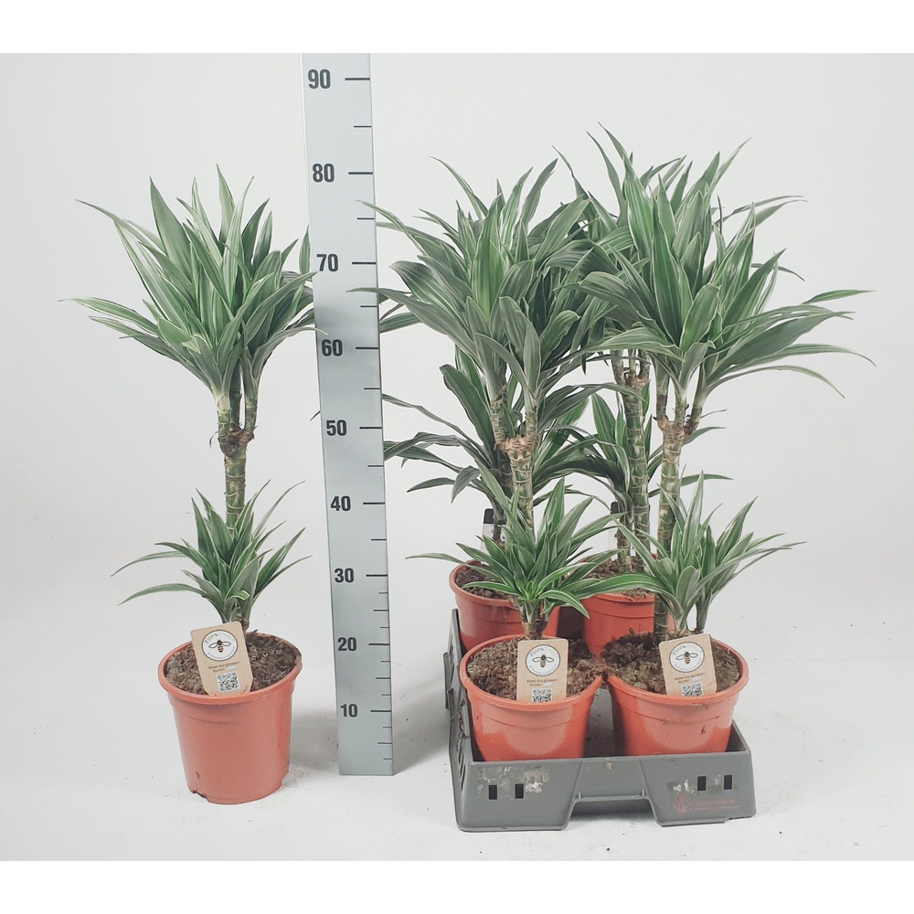 Dracaena Warneckei 45-15 80cm.