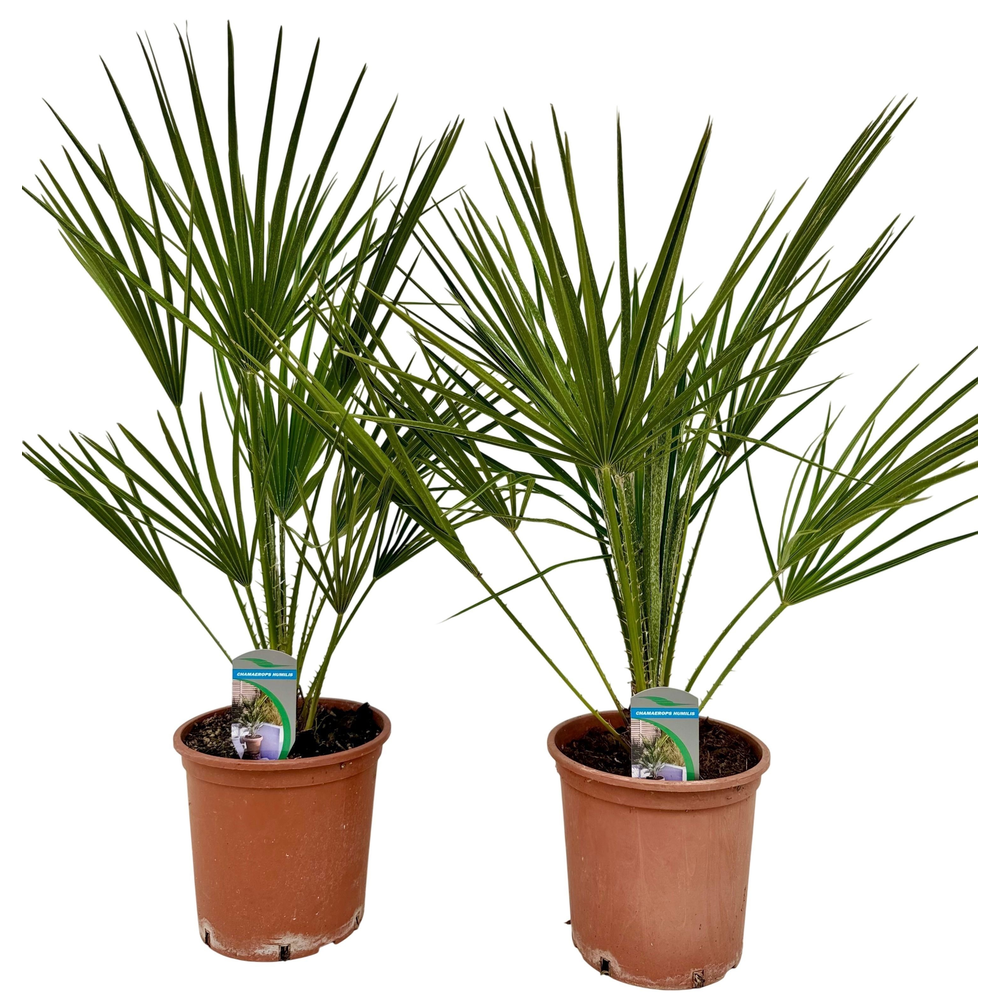 Chamaerops humilis P18.