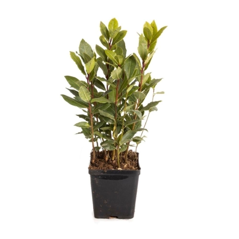 Laurus nobilis Global GAP gecertificeerd.