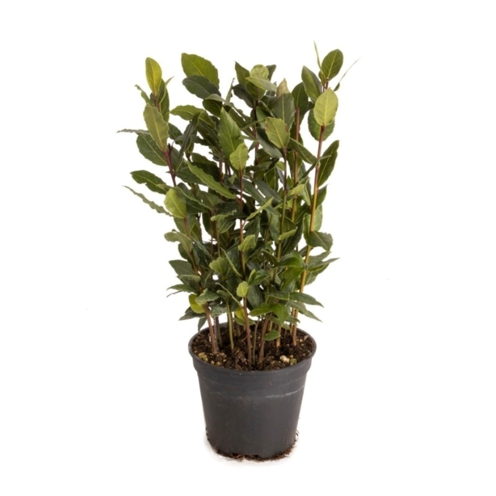 Laurus nobilis Global GAP gecertificeerd.
